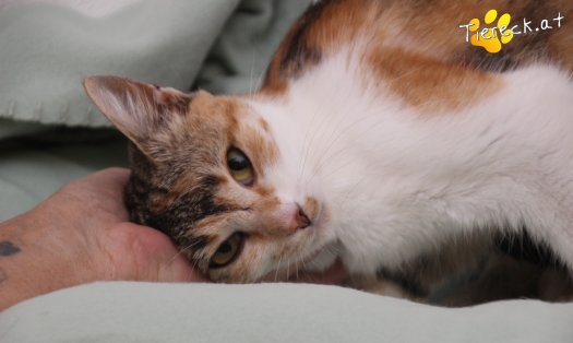Katze Feli (Foto by Tiereck.at - Lavanttaler Tierhilfe)