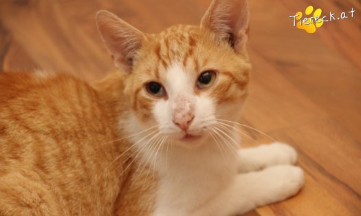 Katze Apollo (Foto by Tiereck.at - Lavanttaler Tierhilfe)