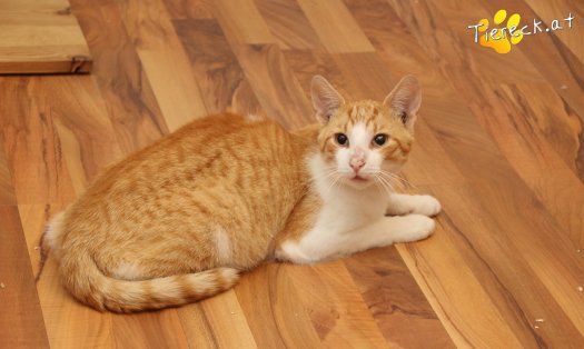 Katze Apollo (Foto by Tiereck.at - Lavanttaler Tierhilfe)