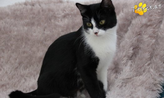 Katze Nuri (Foto by Tiereck.at - Lavanttaler Tierhilfe)