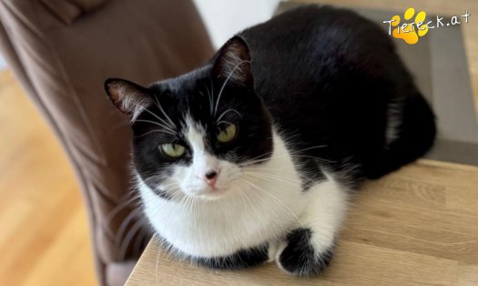 Katze Nuri (Foto by Tiereck.at - Lavanttaler Tierhilfe)