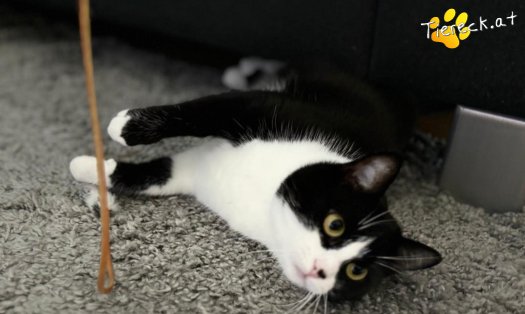 Katze Nuri (Foto by Tiereck.at - Lavanttaler Tierhilfe)