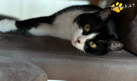 Katze Nuri (Foto by Tiereck.at - Lavanttaler Tierhilfe)