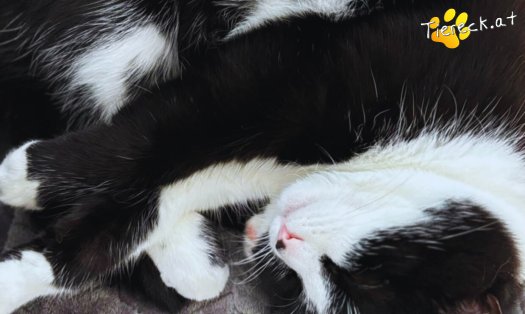 Katze Nuri (Foto by Tiereck.at - Lavanttaler Tierhilfe)