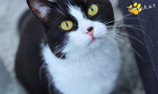 Katze Nuri (Foto by Tiereck.at - Lavanttaler Tierhilfe)
