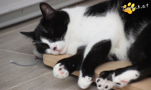 Katze Nuri (Foto by Tiereck.at - Lavanttaler Tierhilfe)