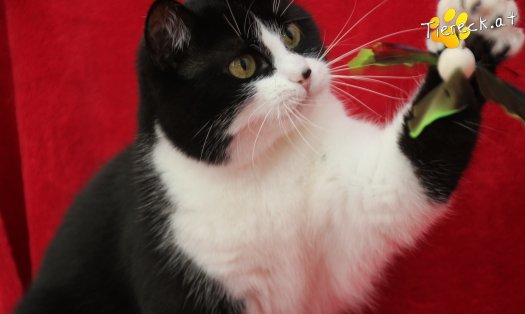 Katze Nuri (Foto by Tiereck.at - Lavanttaler Tierhilfe)