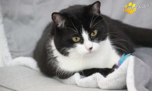 Katze Nuri (Foto by Tiereck.at - Lavanttaler Tierhilfe)