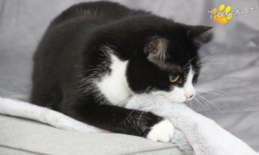 Katze Nuri (Foto by Tiereck.at - Lavanttaler Tierhilfe)