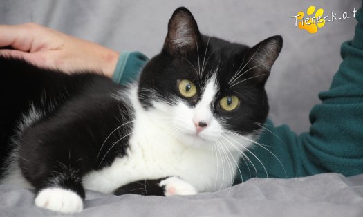 Katze Nuri (Foto by Tiereck.at - Lavanttaler Tierhilfe)