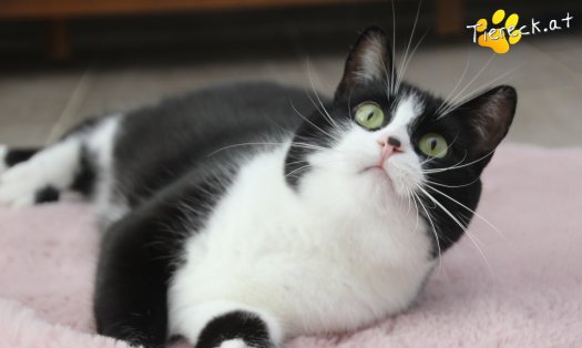 Katze Nuri (Foto by Tiereck.at - Lavanttaler Tierhilfe)