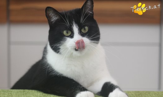 Katze Nuri (Foto by Tiereck.at - Lavanttaler Tierhilfe)