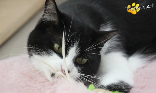 Katze Nuri (Foto by Tiereck.at - Lavanttaler Tierhilfe)
