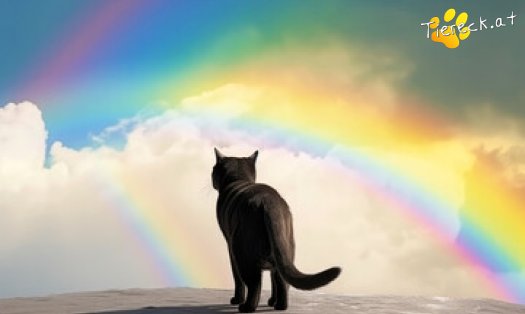 Katze Herzchen