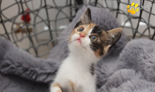 Katze Kiki (Foto by Tiereck.at - Lavanttaler Tierhilfe)