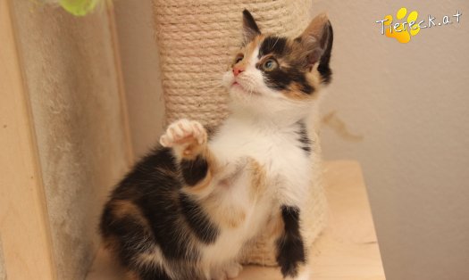 Katze Kiki (Foto by Tiereck.at - Lavanttaler Tierhilfe)