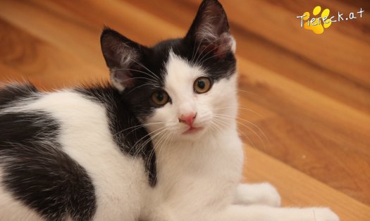 Katze Betty (Foto by Tiereck.at - Lavanttaler Tierhilfe)