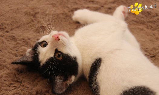 Katze Betty (Foto by Tiereck.at - Lavanttaler Tierhilfe)