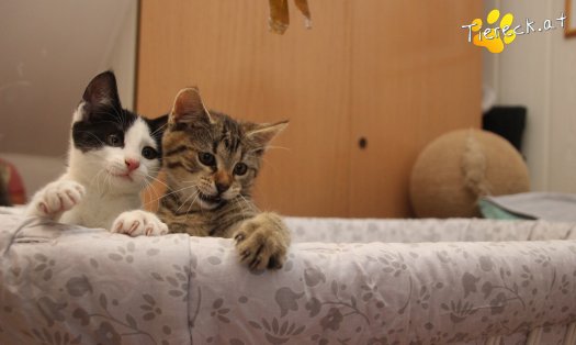 Katze Betty (Foto by Tiereck.at - Lavanttaler Tierhilfe)