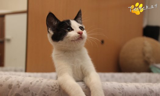 Katze Betty (Foto by Tiereck.at - Lavanttaler Tierhilfe)