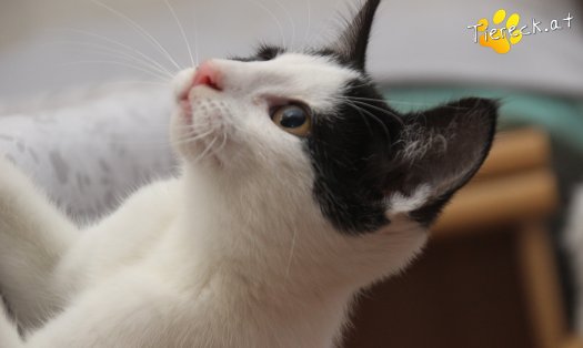 Katze Betty (Foto by Tiereck.at - Lavanttaler Tierhilfe)
