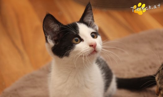 Katze Betty (Foto by Tiereck.at - Lavanttaler Tierhilfe)