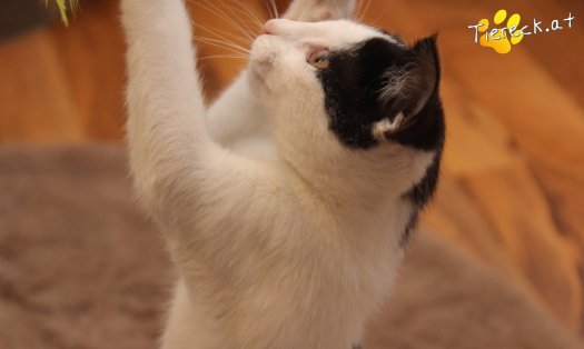 Katze Betty (Foto by Tiereck.at - Lavanttaler Tierhilfe)