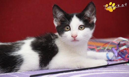 Katze Betty (Foto by Tiereck.at - Lavanttaler Tierhilfe)