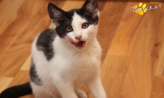 Katze Betty (Foto by Tiereck.at - Lavanttaler Tierhilfe)