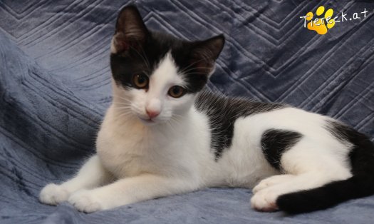 Katze Betty (Foto by Tiereck.at - Lavanttaler Tierhilfe)