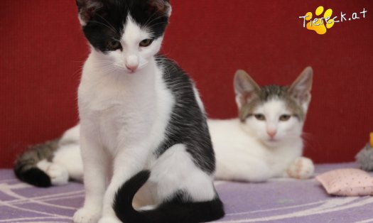 Katze Betty (Foto by Tiereck.at - Lavanttaler Tierhilfe)