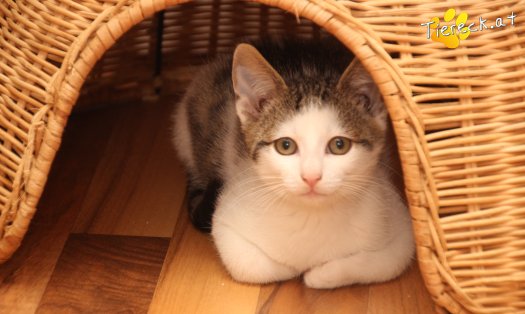 Katze Willy (Foto by Tiereck.at - Lavanttaler Tierhilfe)