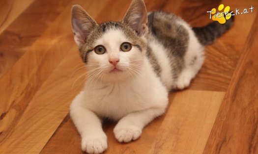 Katze Willy (Foto by Tiereck.at - Lavanttaler Tierhilfe)