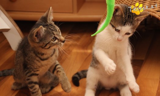 Katze Willy (Foto by Tiereck.at - Lavanttaler Tierhilfe)
