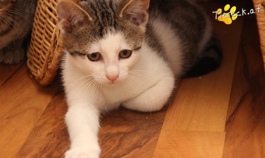 Katze Willy (Foto by Tiereck.at - Lavanttaler Tierhilfe)