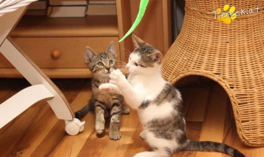 Katze Willy (Foto by Tiereck.at - Lavanttaler Tierhilfe)