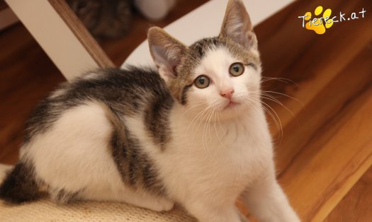 Katze Willy (Foto by Tiereck.at - Lavanttaler Tierhilfe)