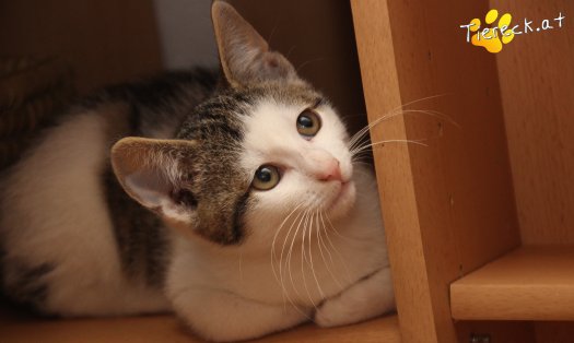 Katze Willy (Foto by Tiereck.at - Lavanttaler Tierhilfe)