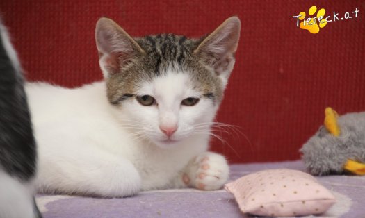 Katze Willy (Foto by Tiereck.at - Lavanttaler Tierhilfe)