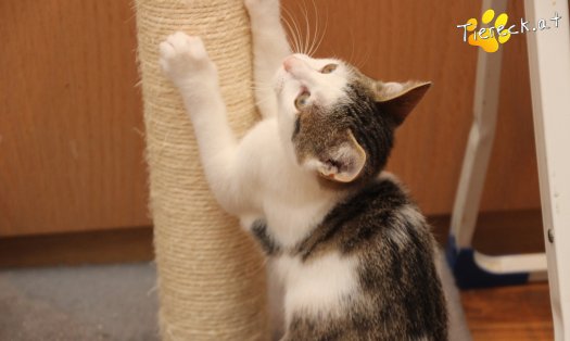 Katze Willy (Foto by Tiereck.at - Lavanttaler Tierhilfe)