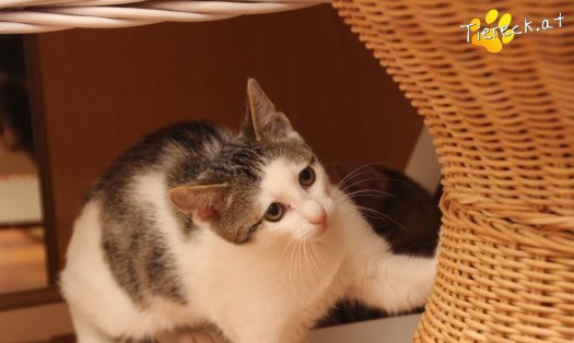 Katze Willy (Foto by Tiereck.at - Lavanttaler Tierhilfe)