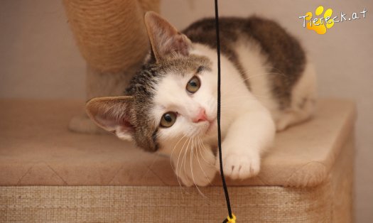 Katze Willy (Foto by Tiereck.at - Lavanttaler Tierhilfe)