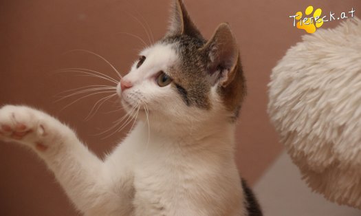 Katze Willy (Foto by Tiereck.at - Lavanttaler Tierhilfe)