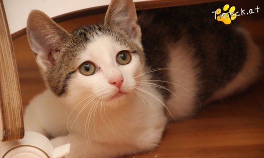Katze Willy (Foto by Tiereck.at - Lavanttaler Tierhilfe)