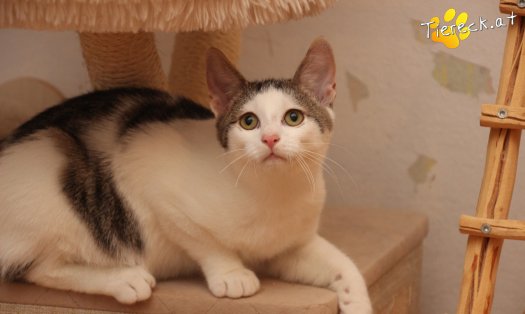 Katze Willy (Foto by Tiereck.at - Lavanttaler Tierhilfe)
