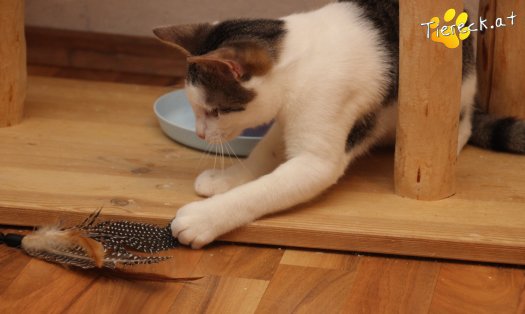 Katze Willy (Foto by Tiereck.at - Lavanttaler Tierhilfe)