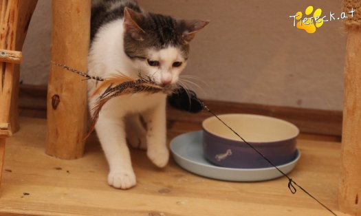Katze Willy (Foto by Tiereck.at - Lavanttaler Tierhilfe)