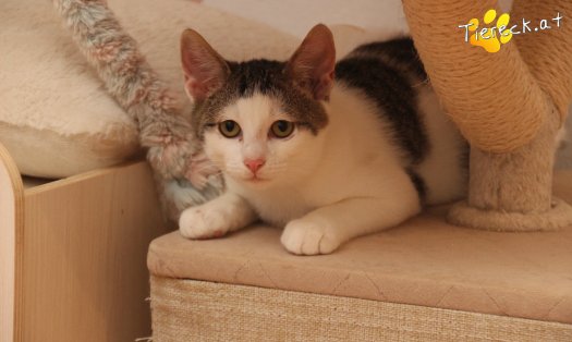Katze Willy (Foto by Tiereck.at - Lavanttaler Tierhilfe)