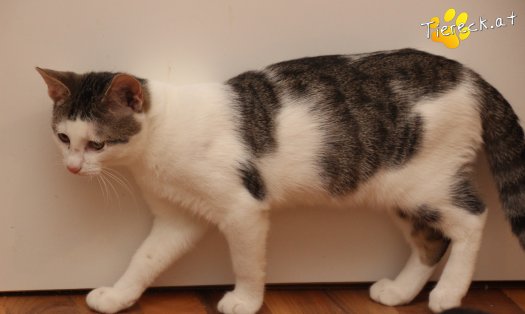 Katze Willy (Foto by Tiereck.at - Lavanttaler Tierhilfe)