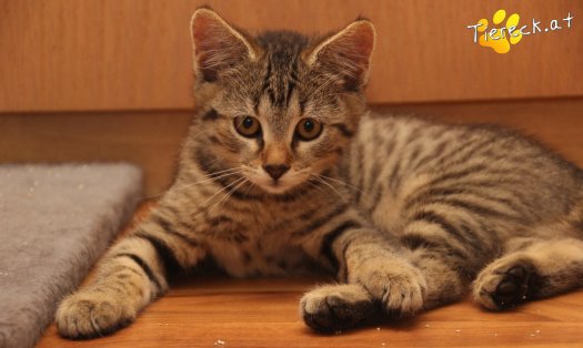 Katze Holli (Foto by Tiereck.at - Lavanttaler Tierhilfe)